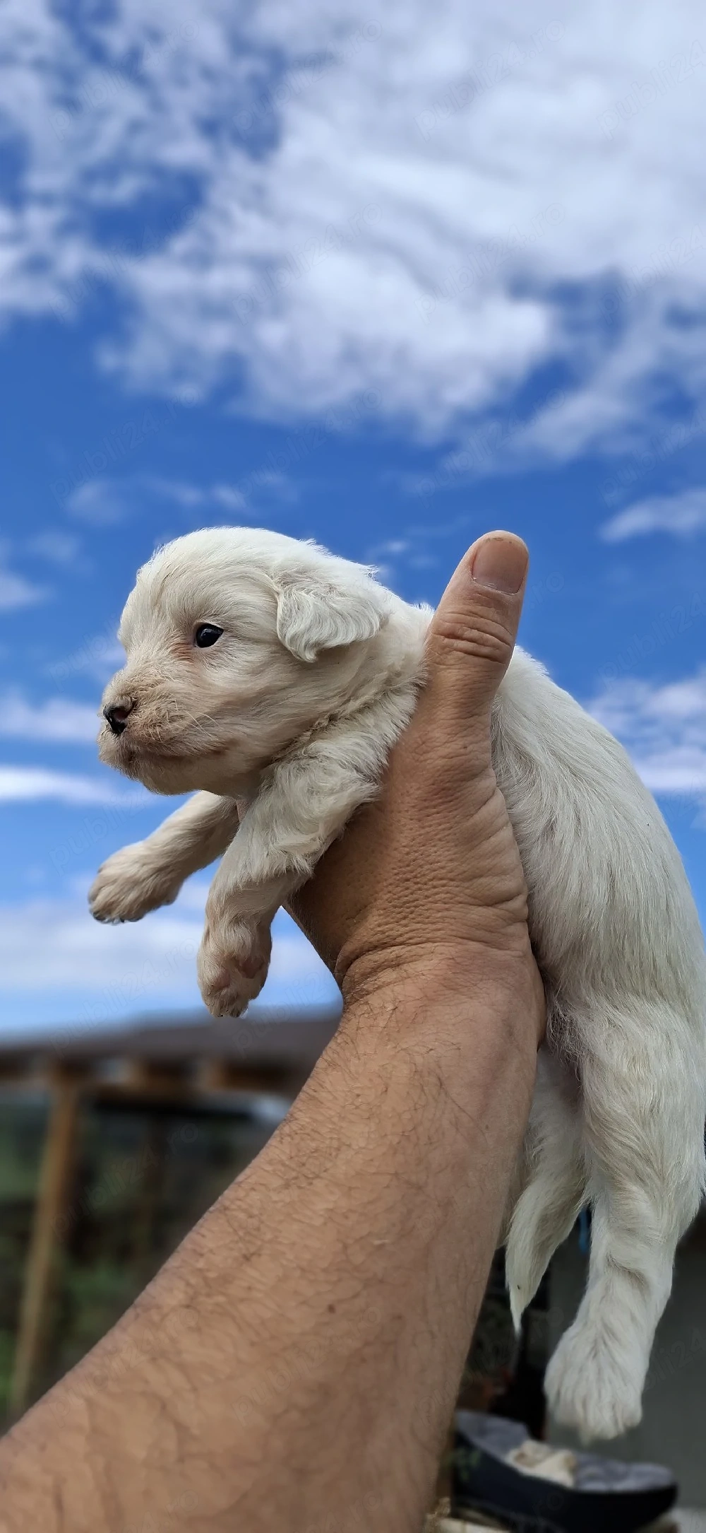 Bichon Maltez Toy 