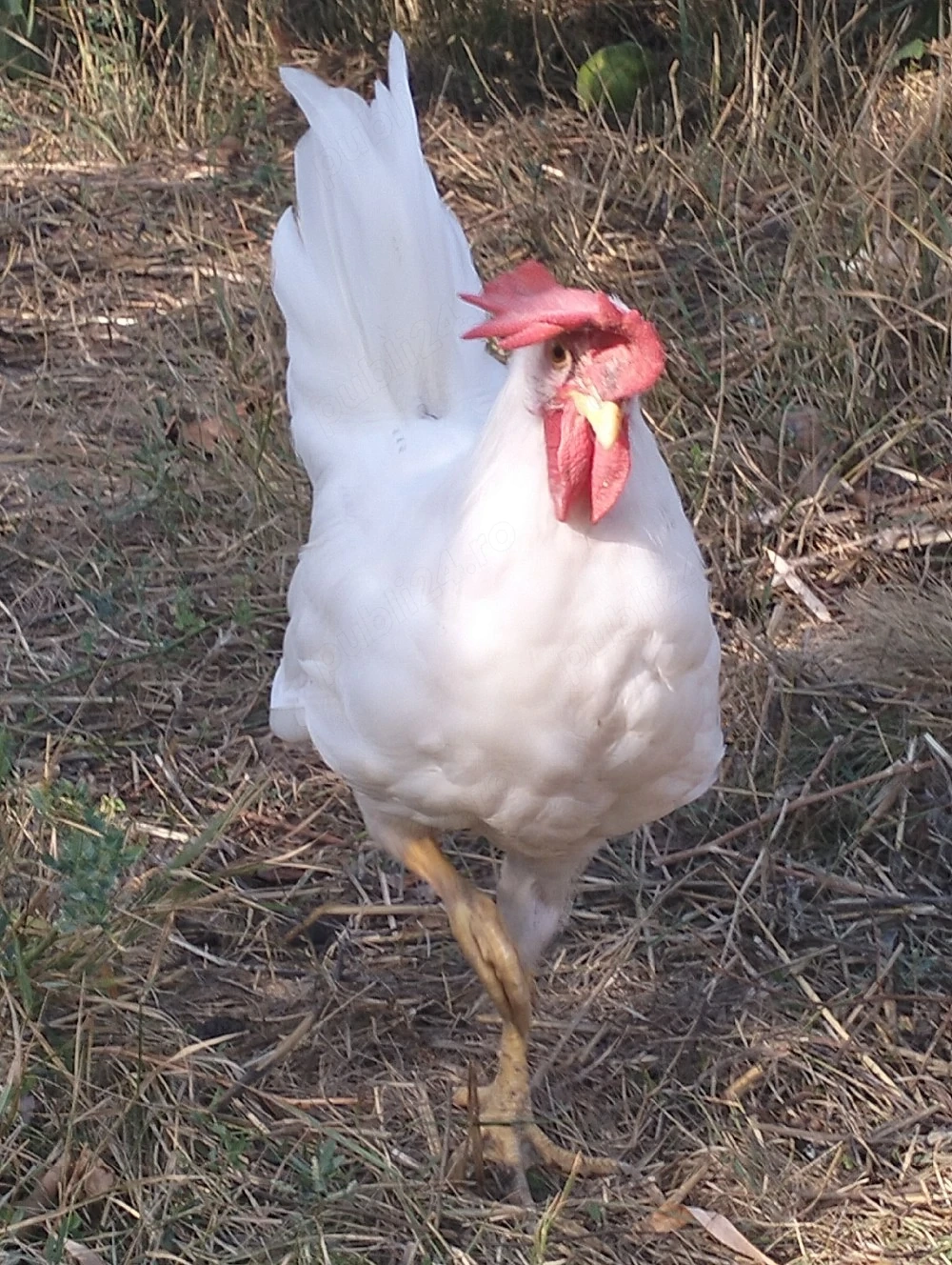Cocoș și găinușă leghorn