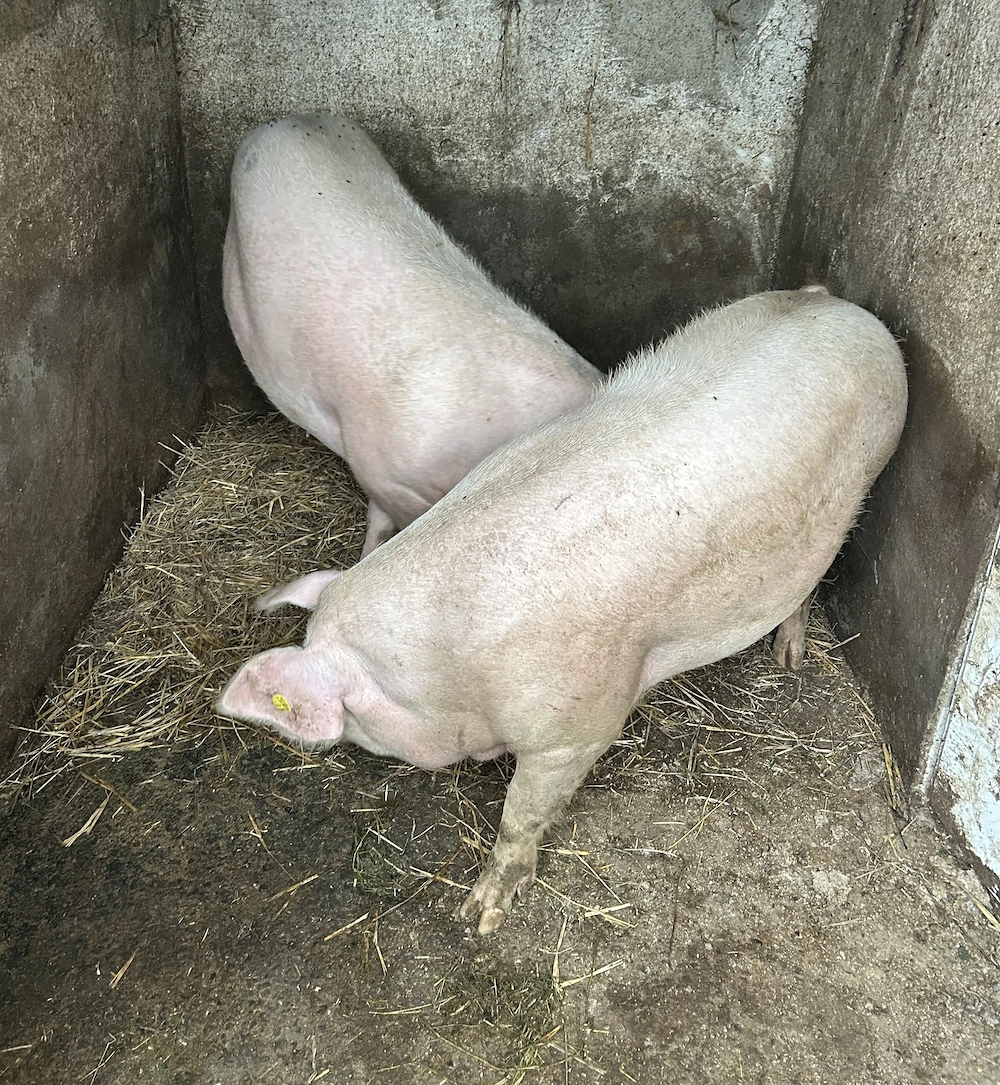 Porci de vânzare pentru sacrificat 