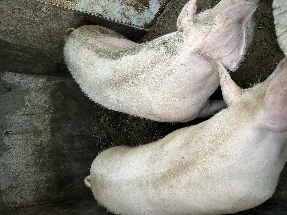 Porci de vânzare 