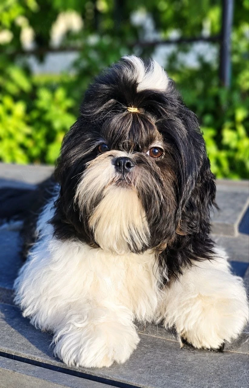  Shih Tzu cu pedigree FCI și certificat veterinar românesc.
