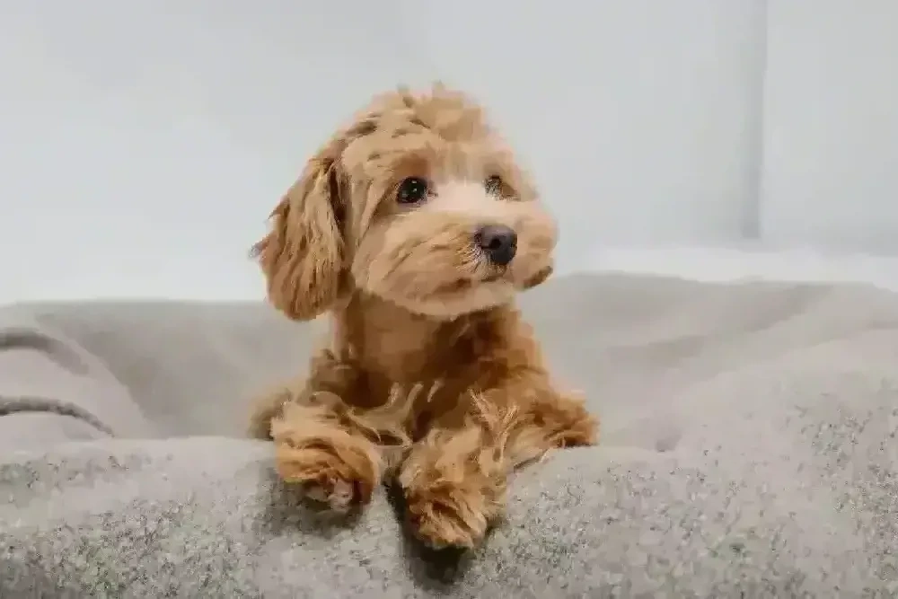 Maltipoo toy frumosi si sănătoși 