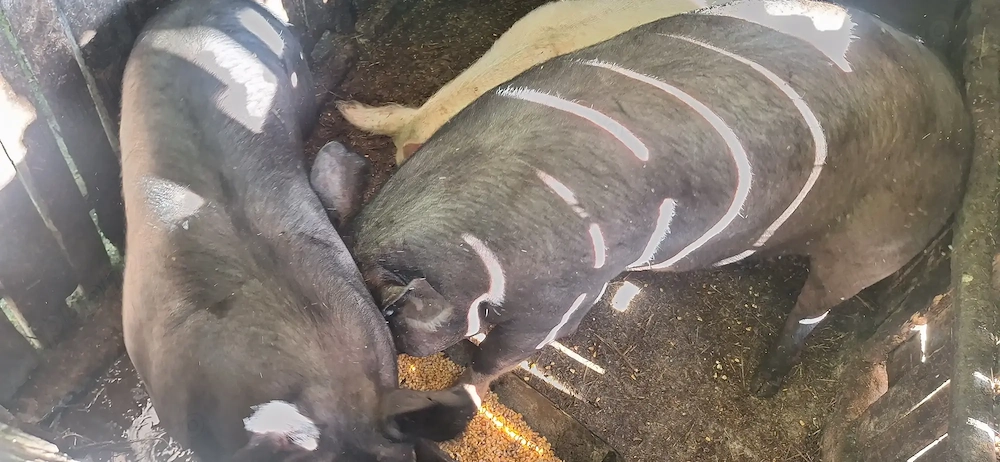 Porci de vanzare 