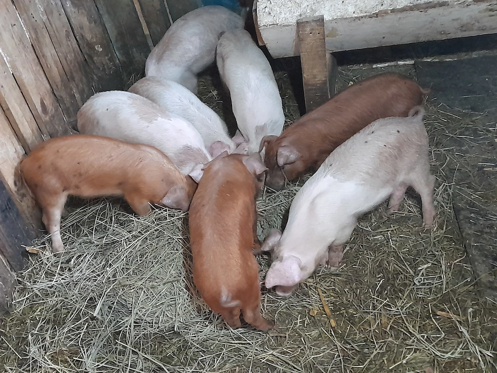 Purcei de 8 săptămâni 