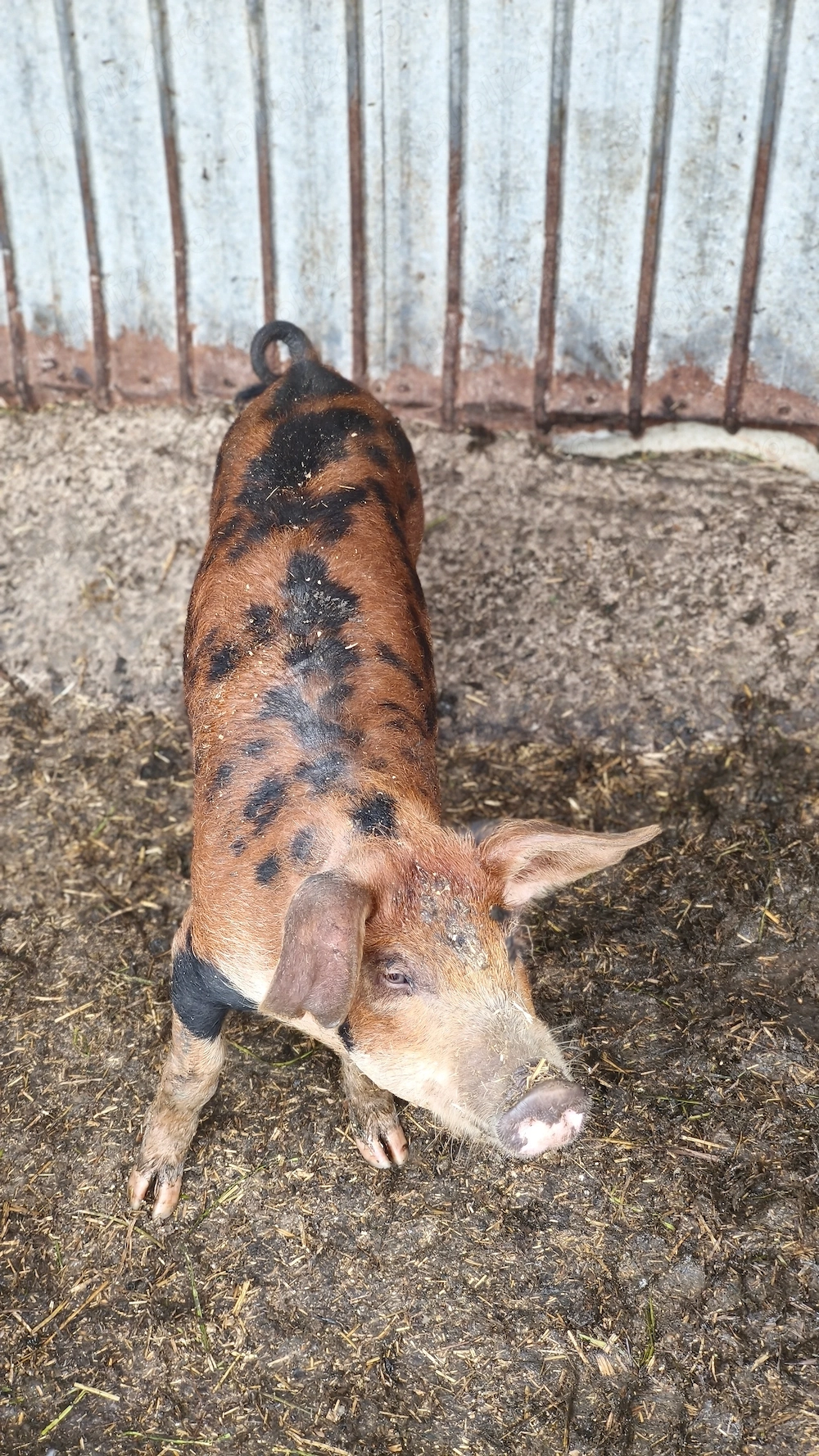 De vînzare Purci Duroc 20 kg bucata