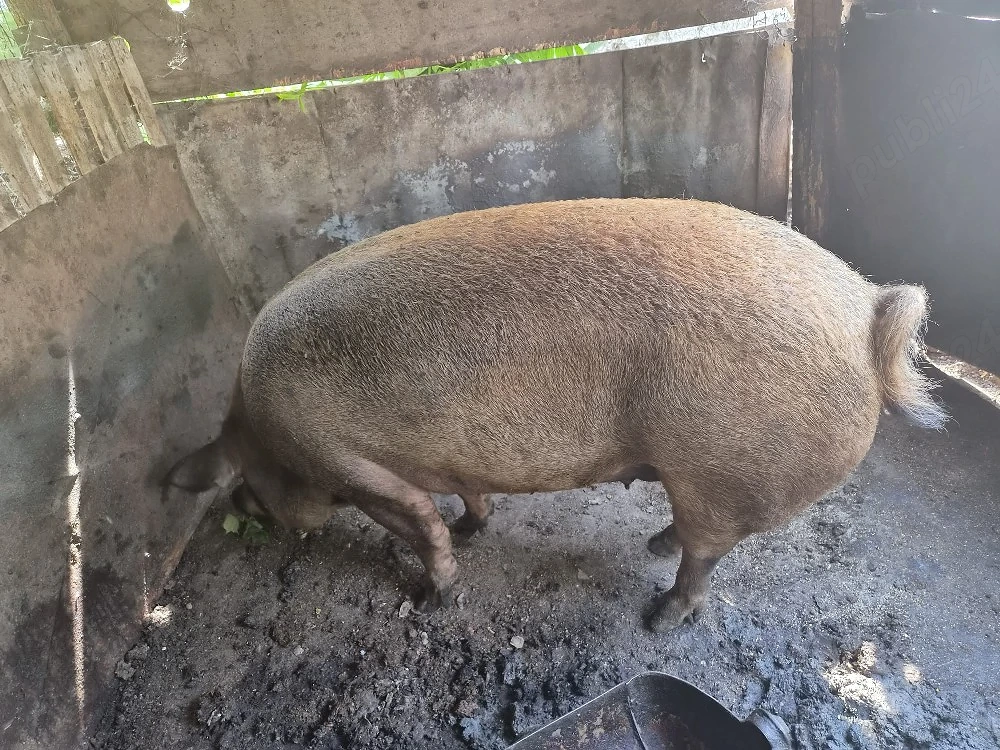 Vând Scroafa Duroc 