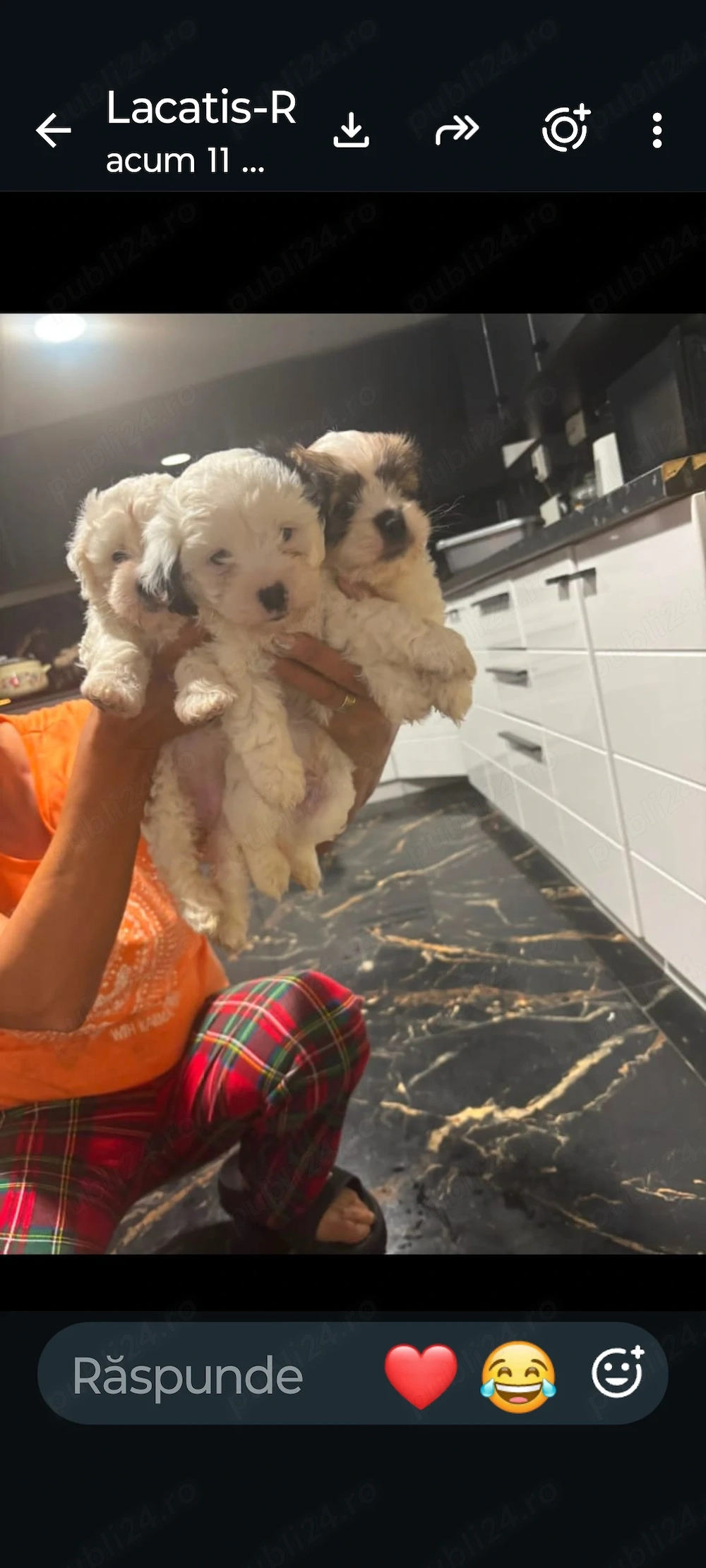 Vând 3 căței bichon havanez&maltez de 1 lună și o saptamana,2 băieți și o fata