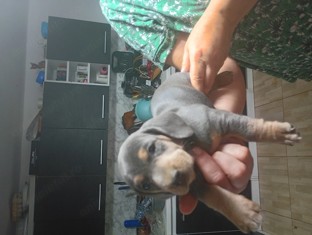 Căței tekel puișori 
