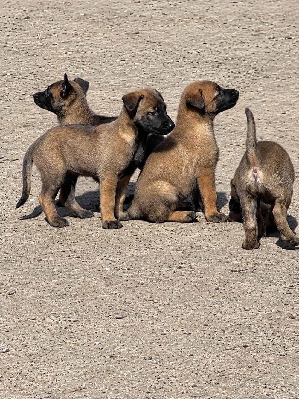 Catei malinois disponibili pentru rezervare