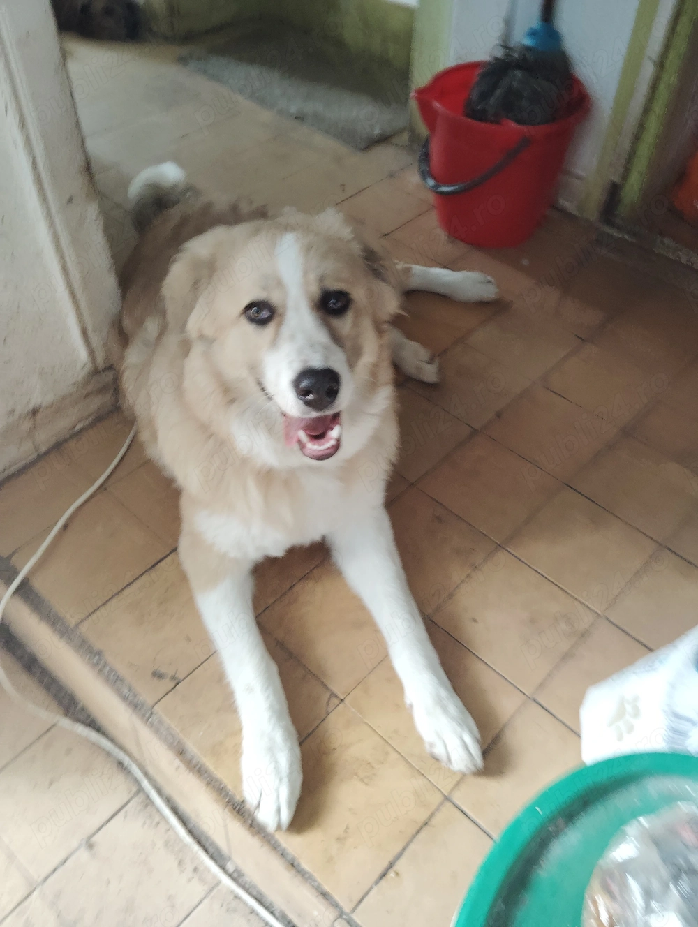 Oferta de adopt
