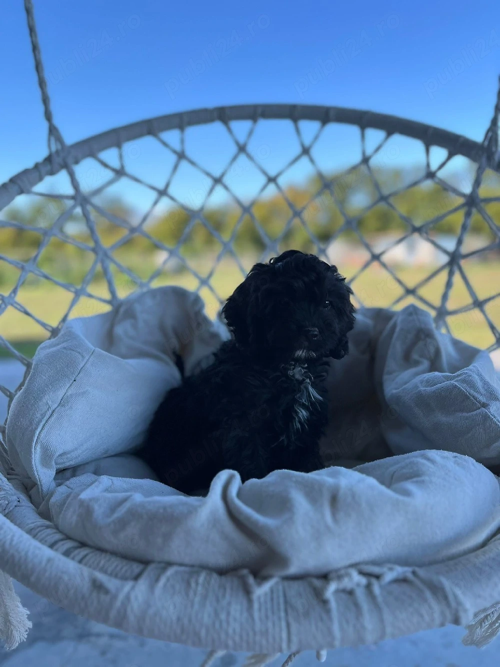 cavapoo cavalier pudel pitic