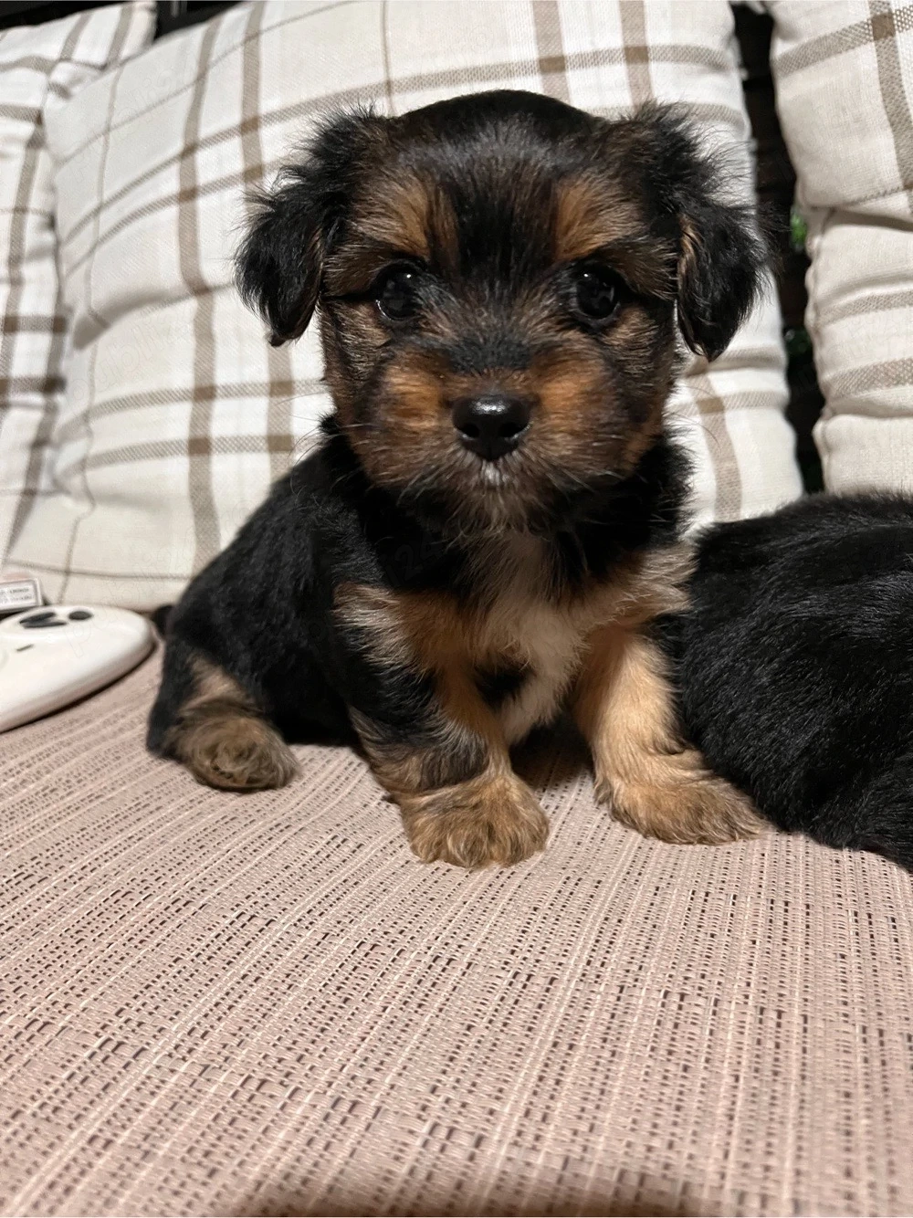 Yorkshier Terrier 