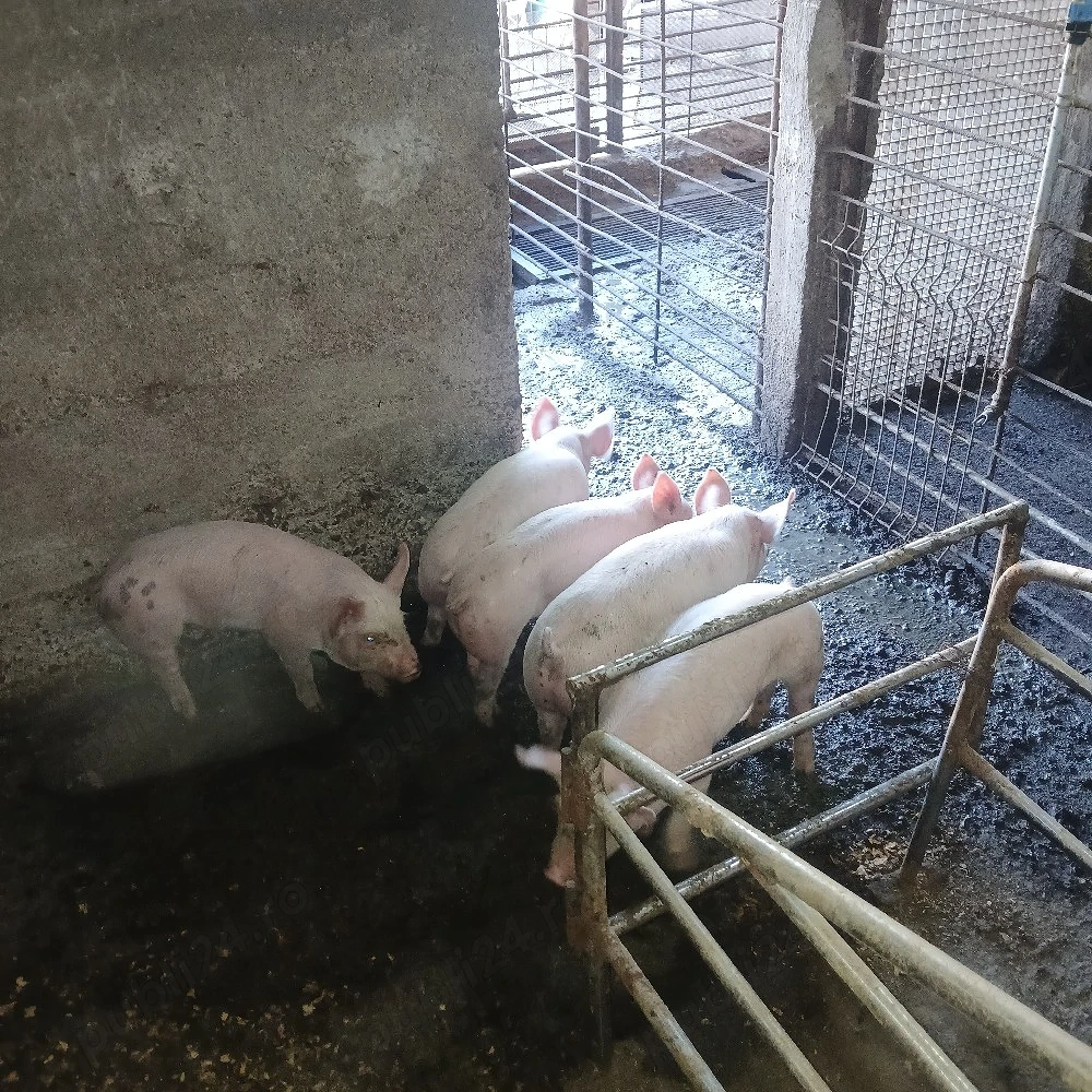 purcei de vannzare ! landrace si m alb !