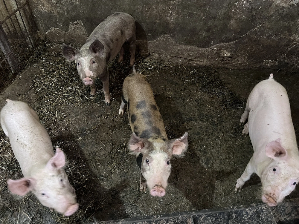 Porci si purcei 
