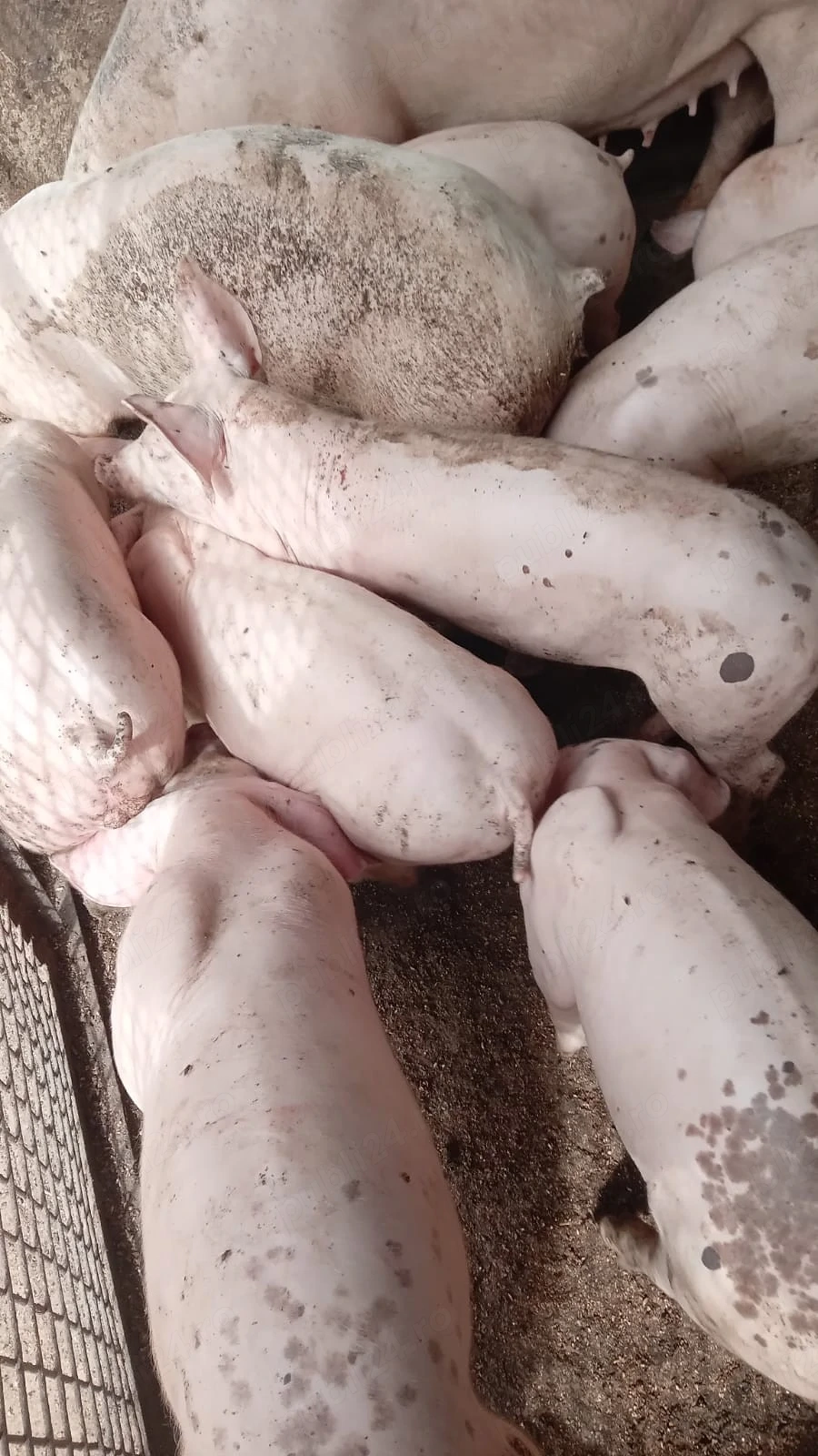 10 Purcei Pietran de vânzare 