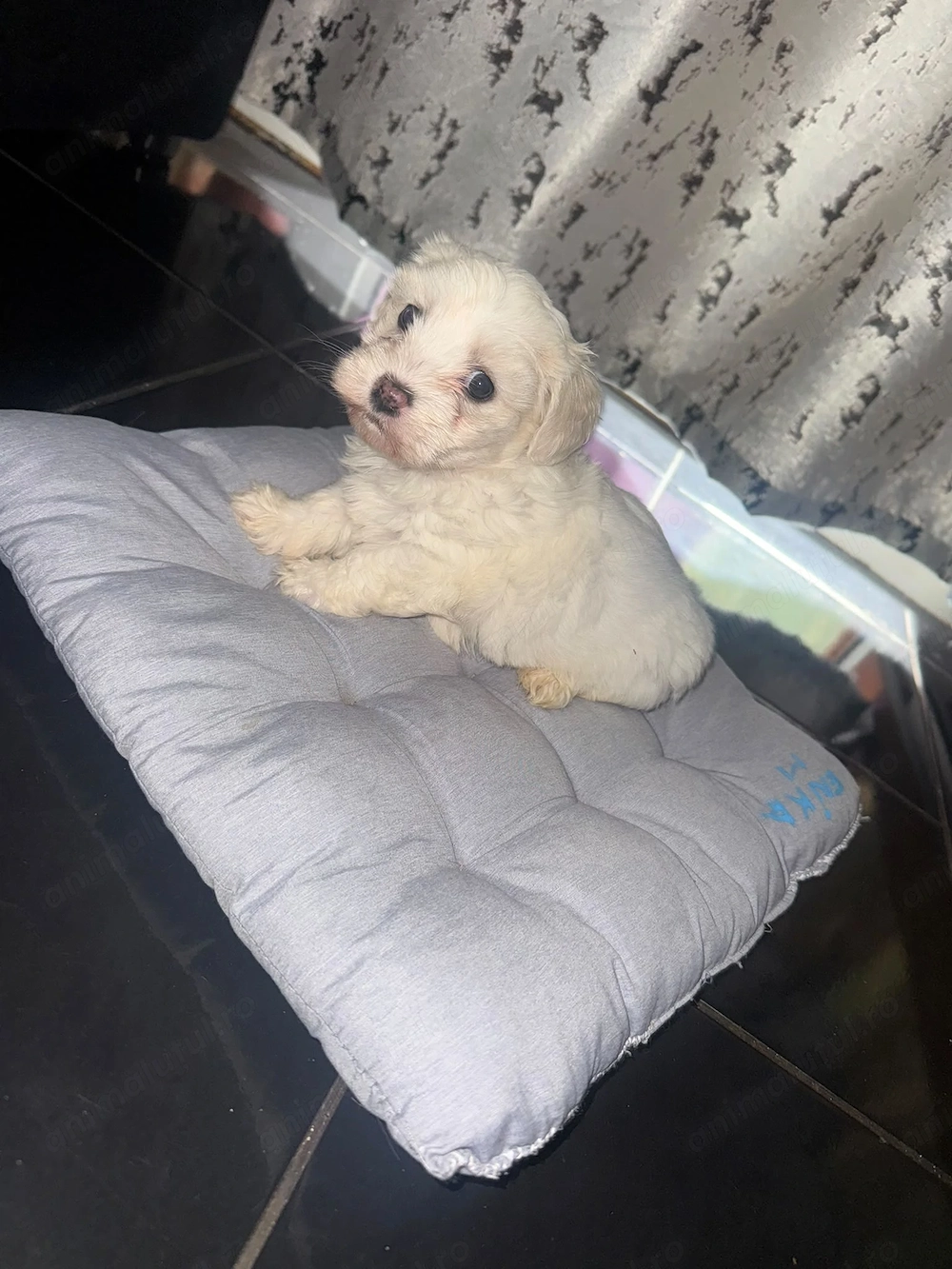 Fetita bichon maltez talie mica