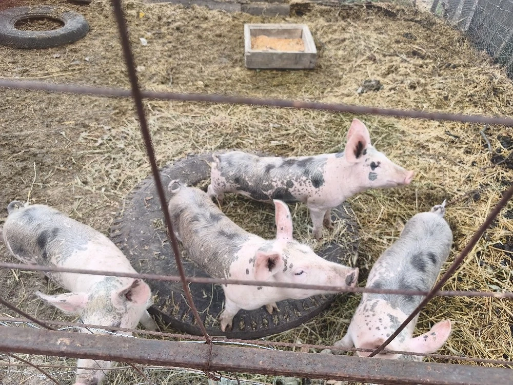 Porci de vanzare