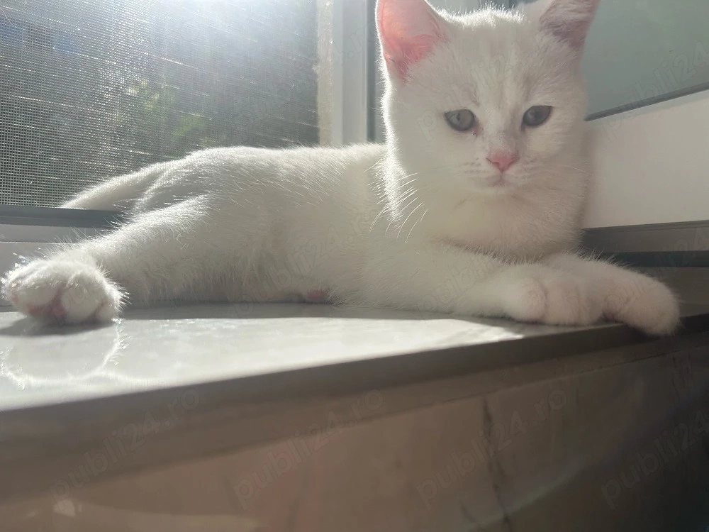 pisica british shorthair