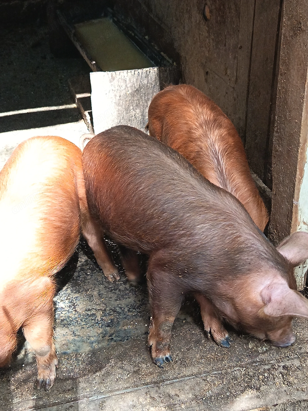 Vând duroc vaccinați 8 săptămâni 