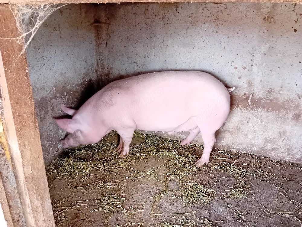 porci mari