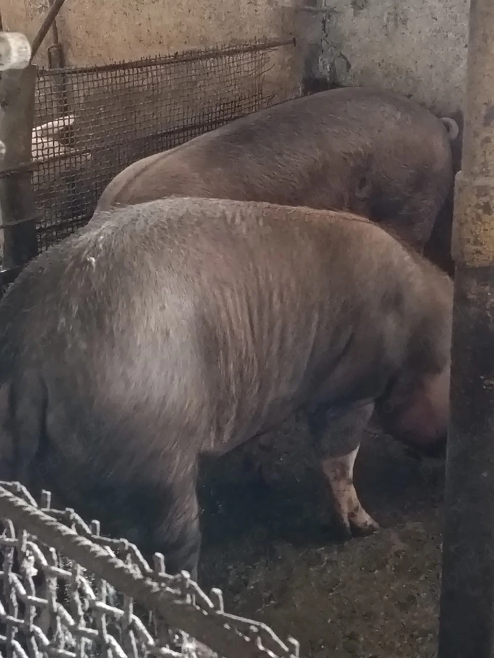Porc duroc peste 200 kg