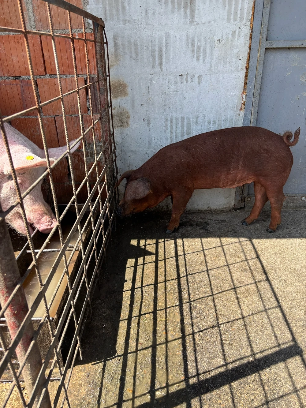 Scrofita rasa DUROC PUR