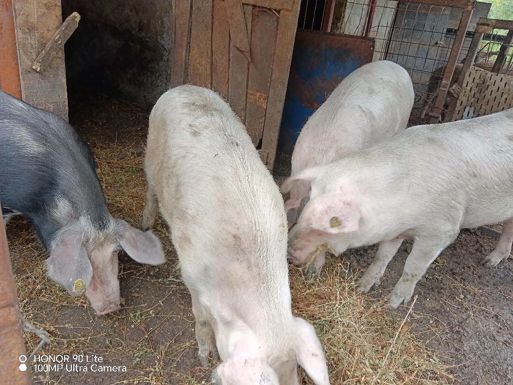 porci de vanzare