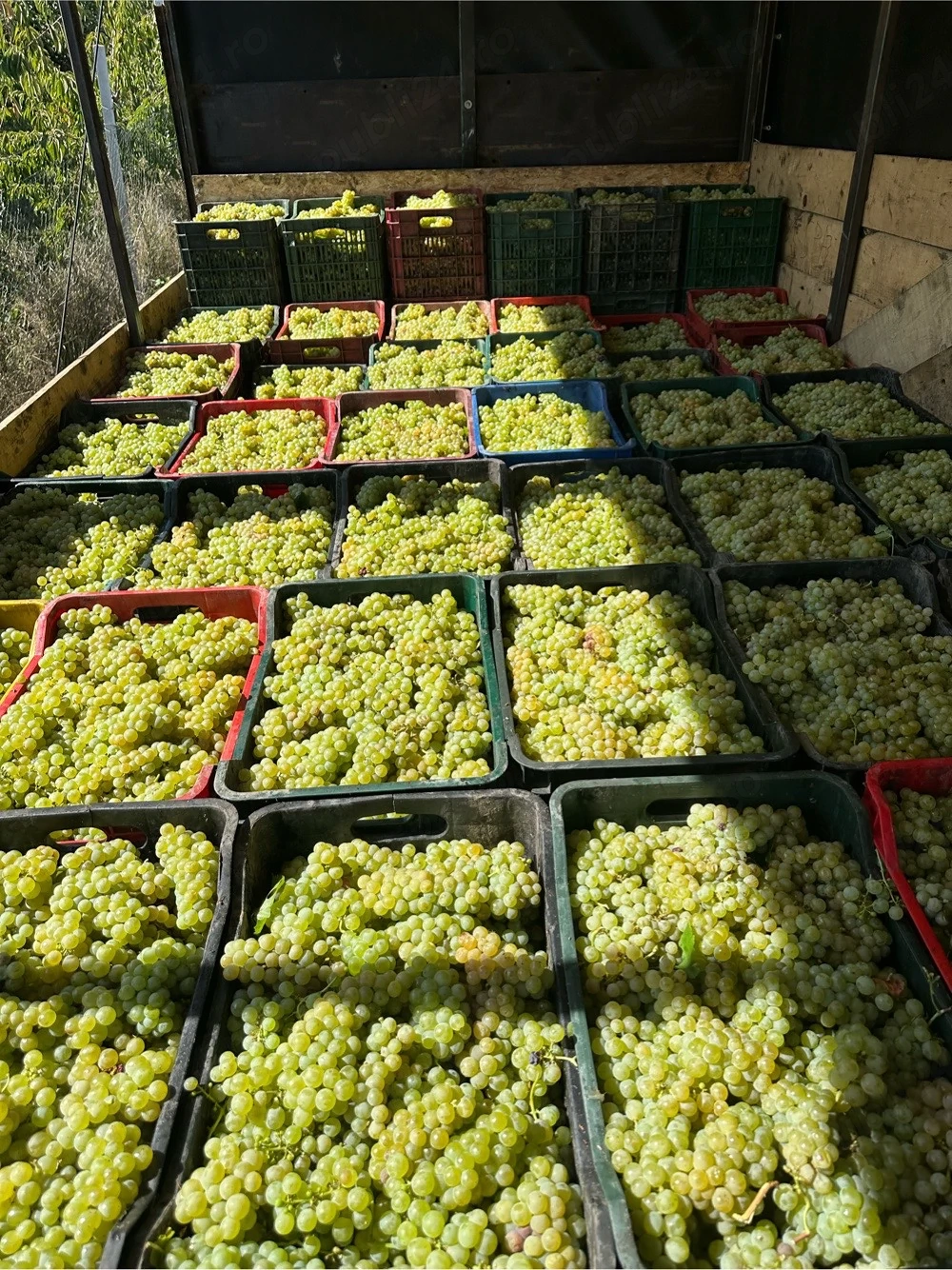 struguri de vin trasport in toata Romania 