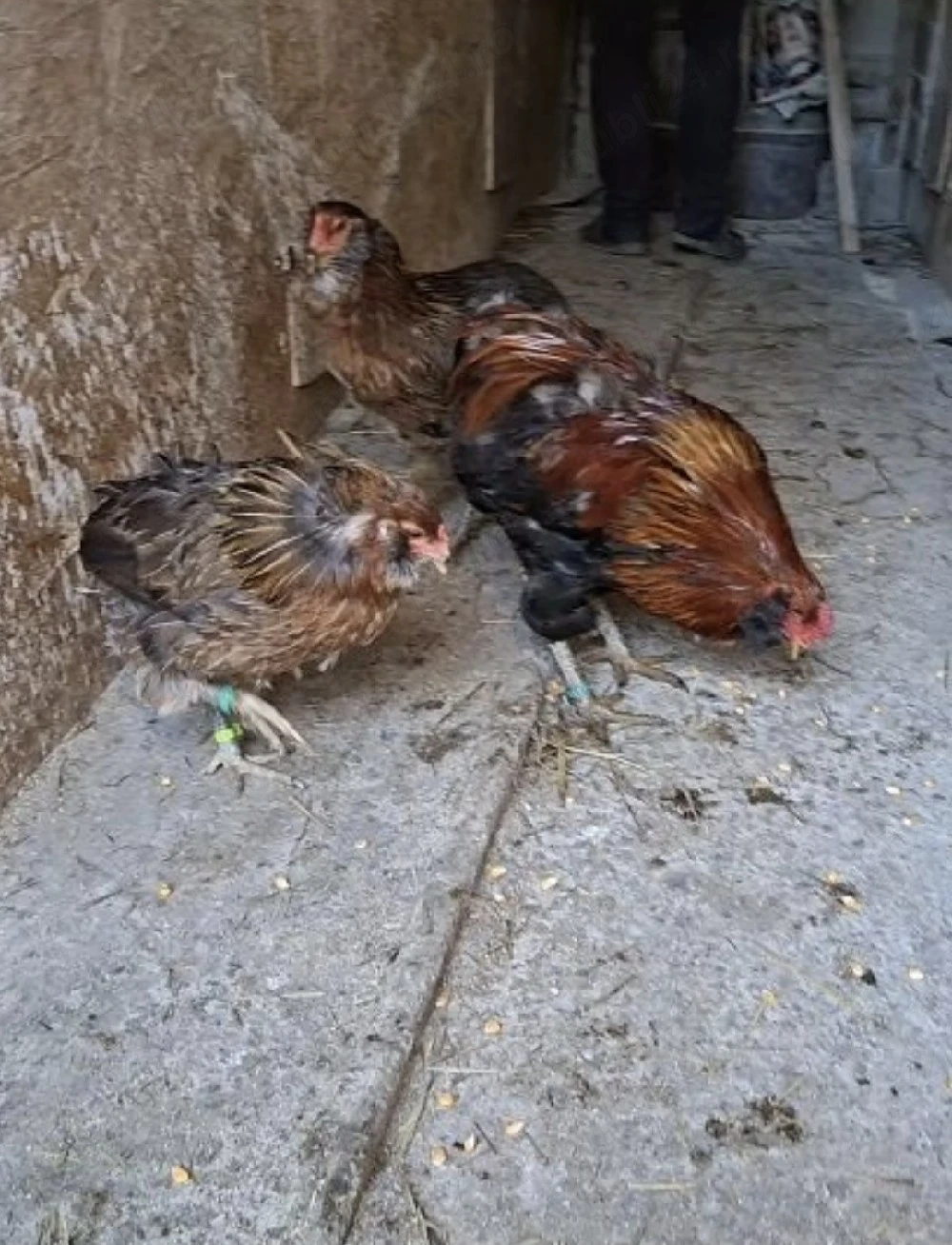 Araucana familie
