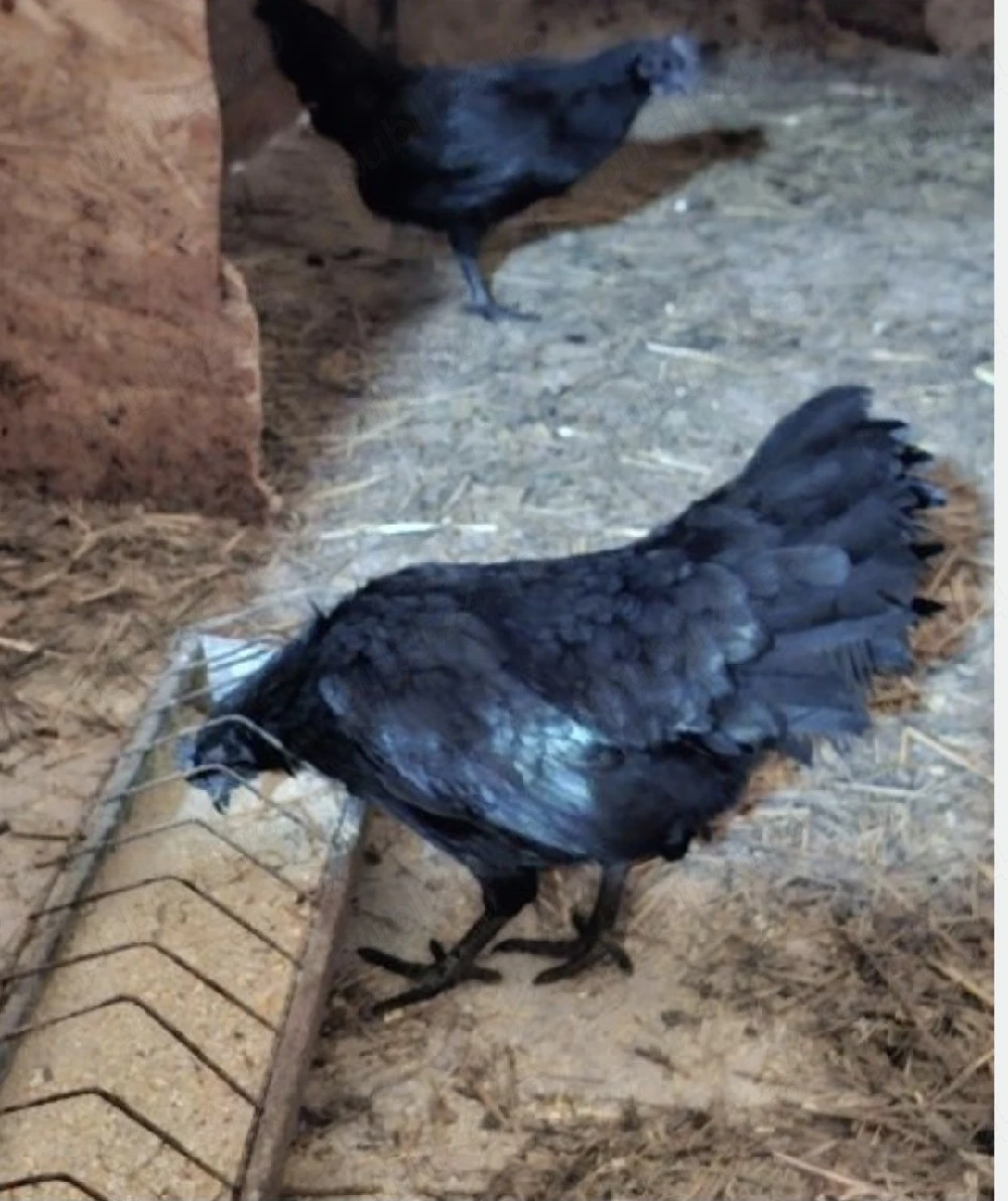 Ayam Cemani familie