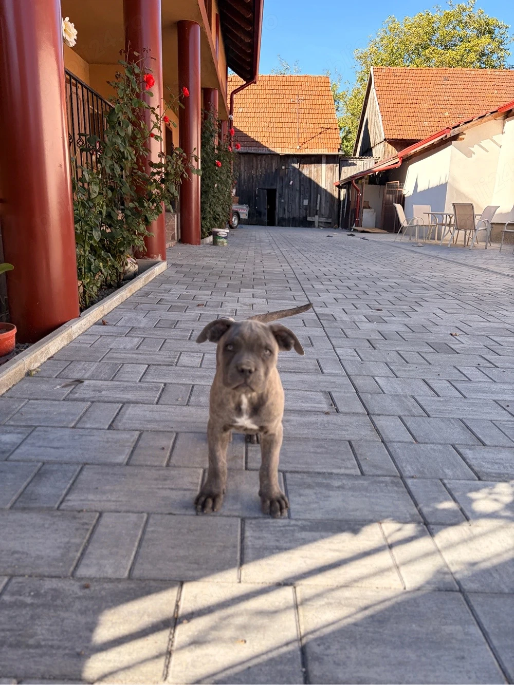 catelușă de vanzare 