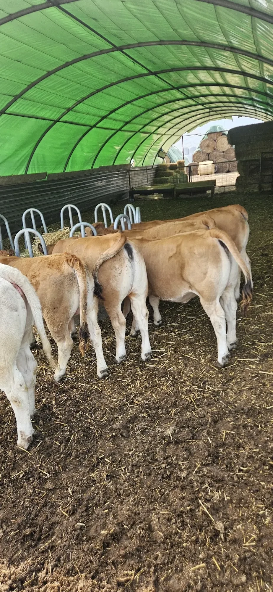 VÂND Vițele Aubrac de reproducție 