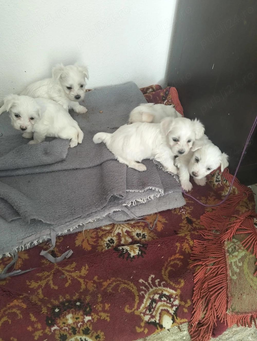 Câini de rasă bichon