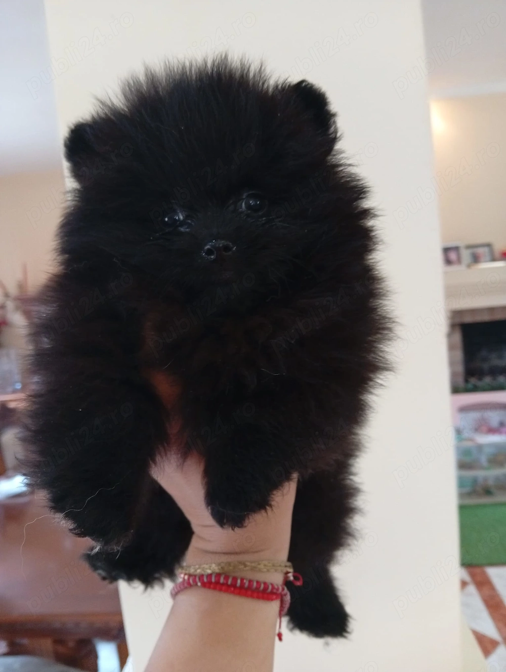 Pomeranian oferta 