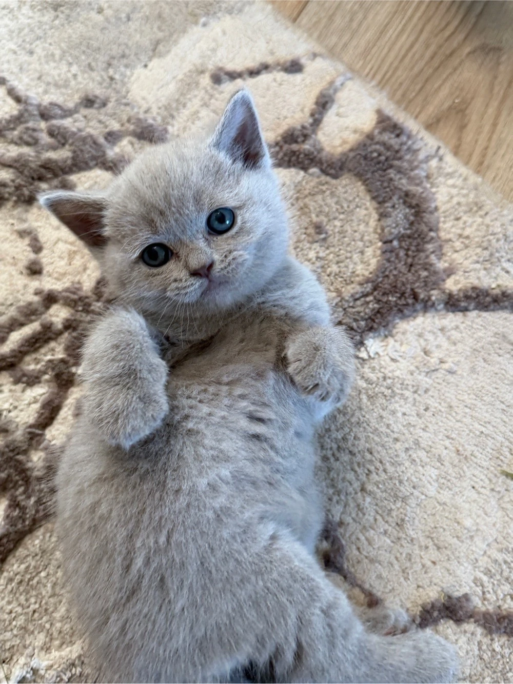 British Shorthair Liliac