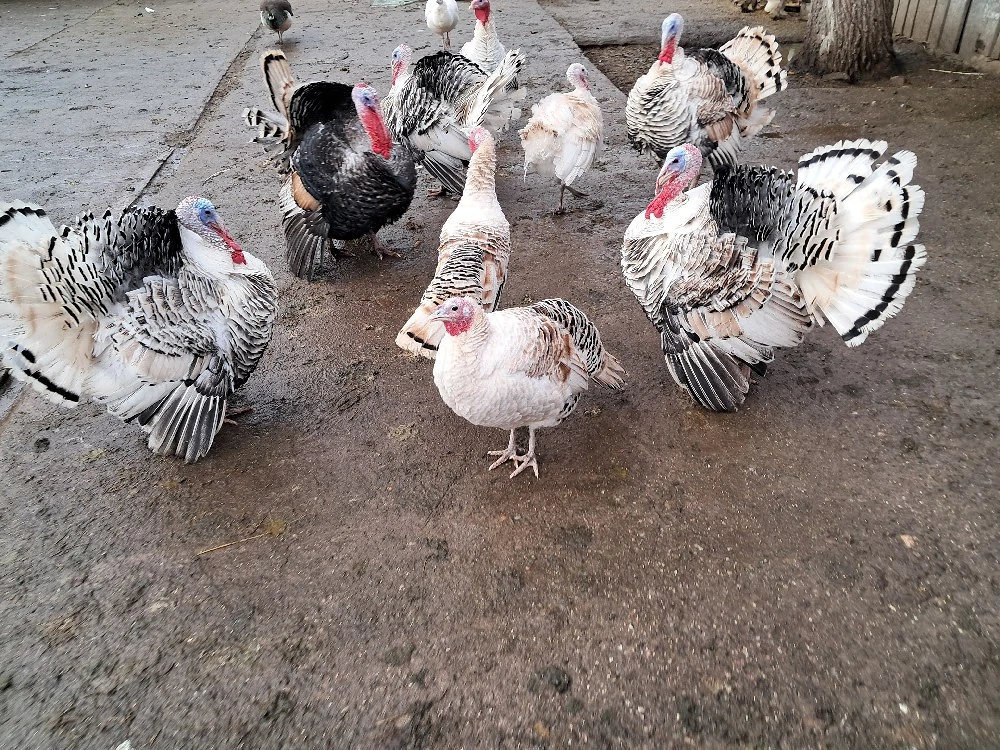 2 Curci si 1 curcan!