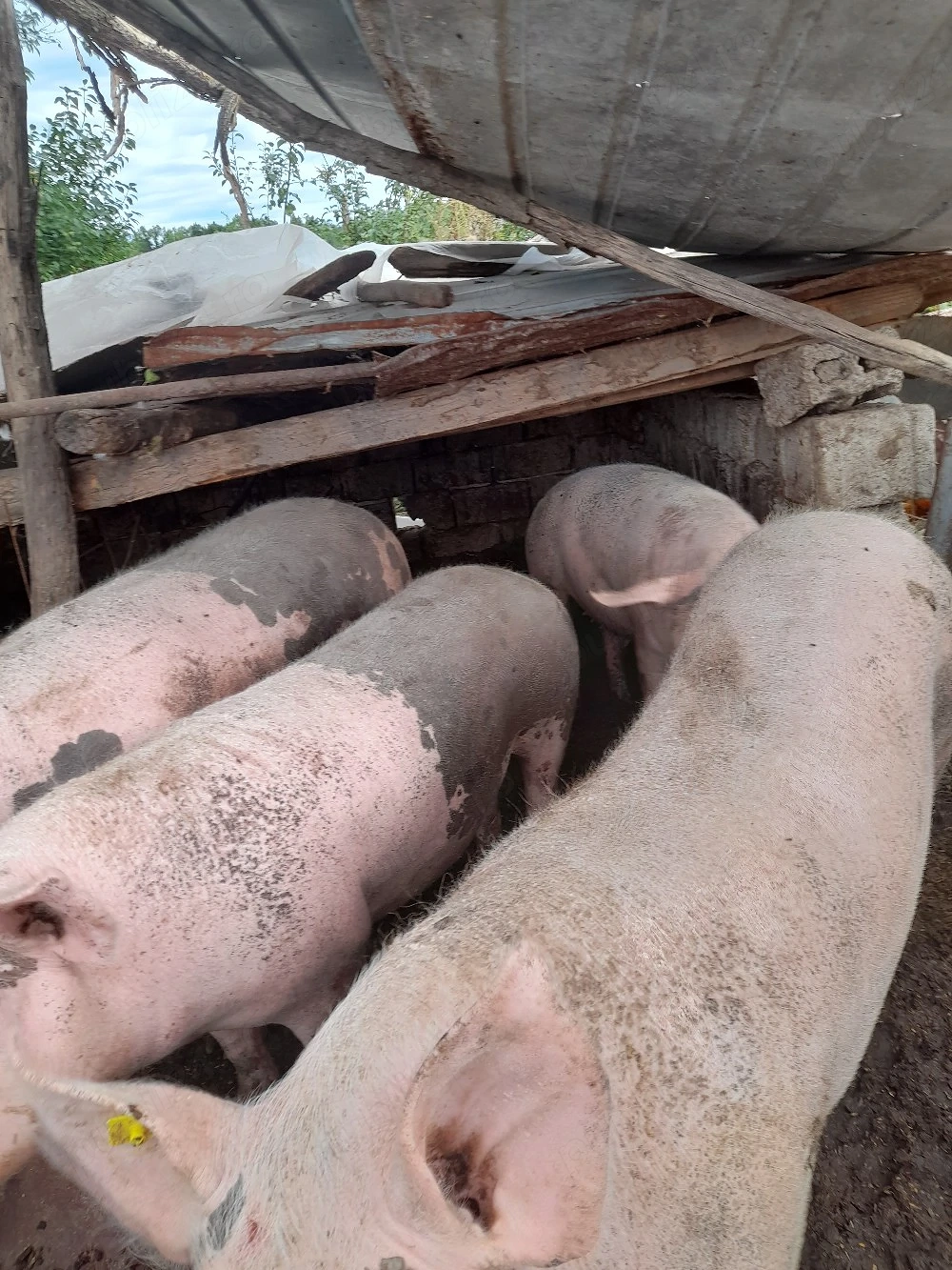 Porci si grasuni de vanzare