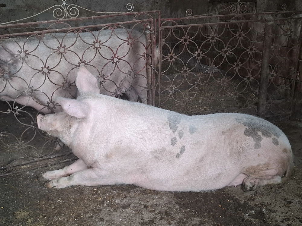 Porci de vânzare între 200 și 250 kg