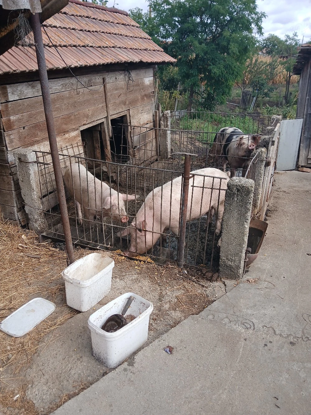 vind porci
