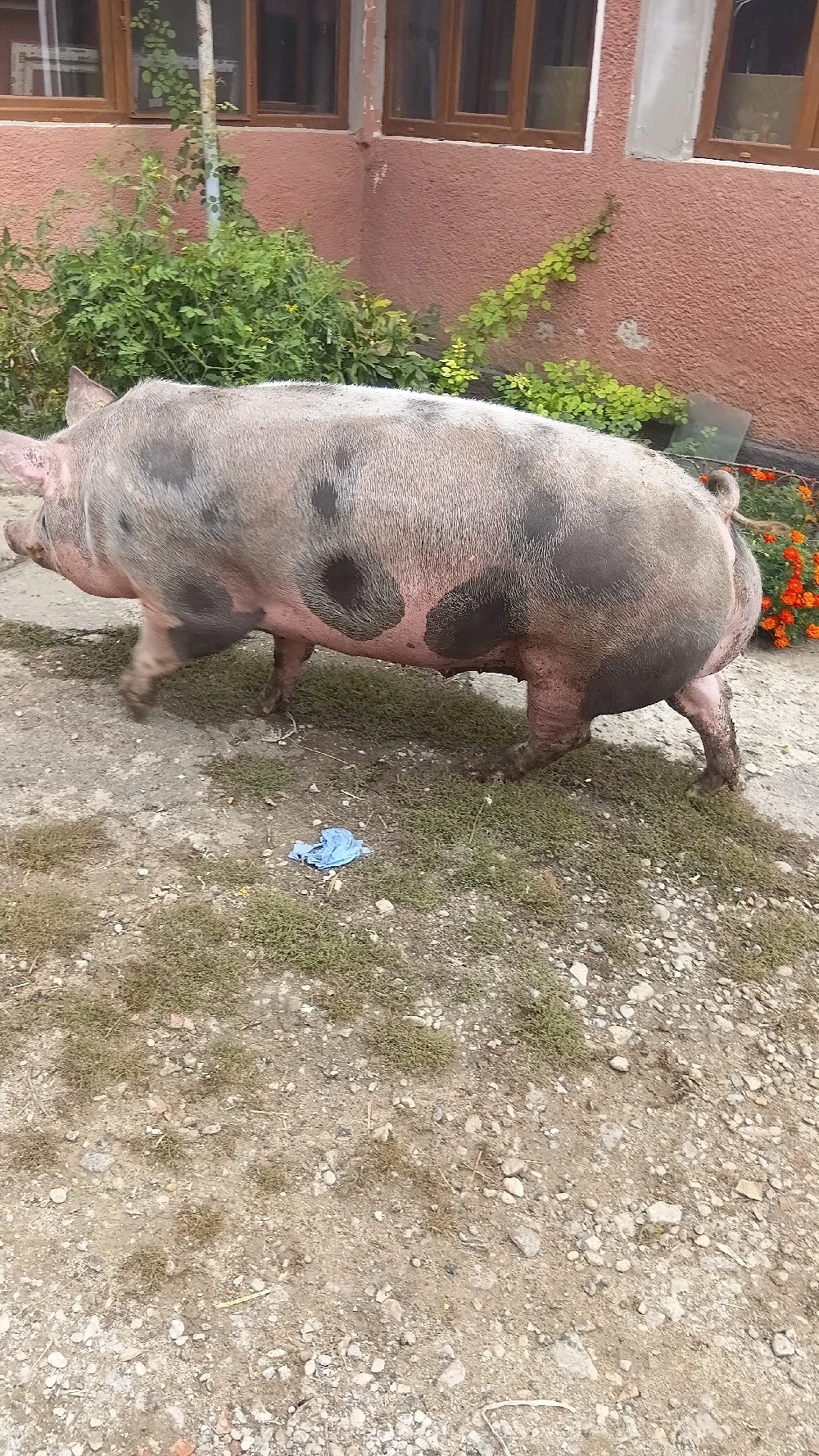 porci jud  Bistrita