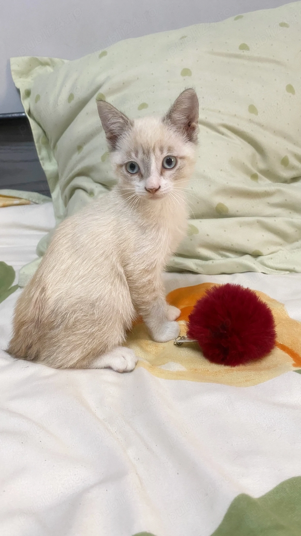 Ragdoll&siameza, perechea perfectă 