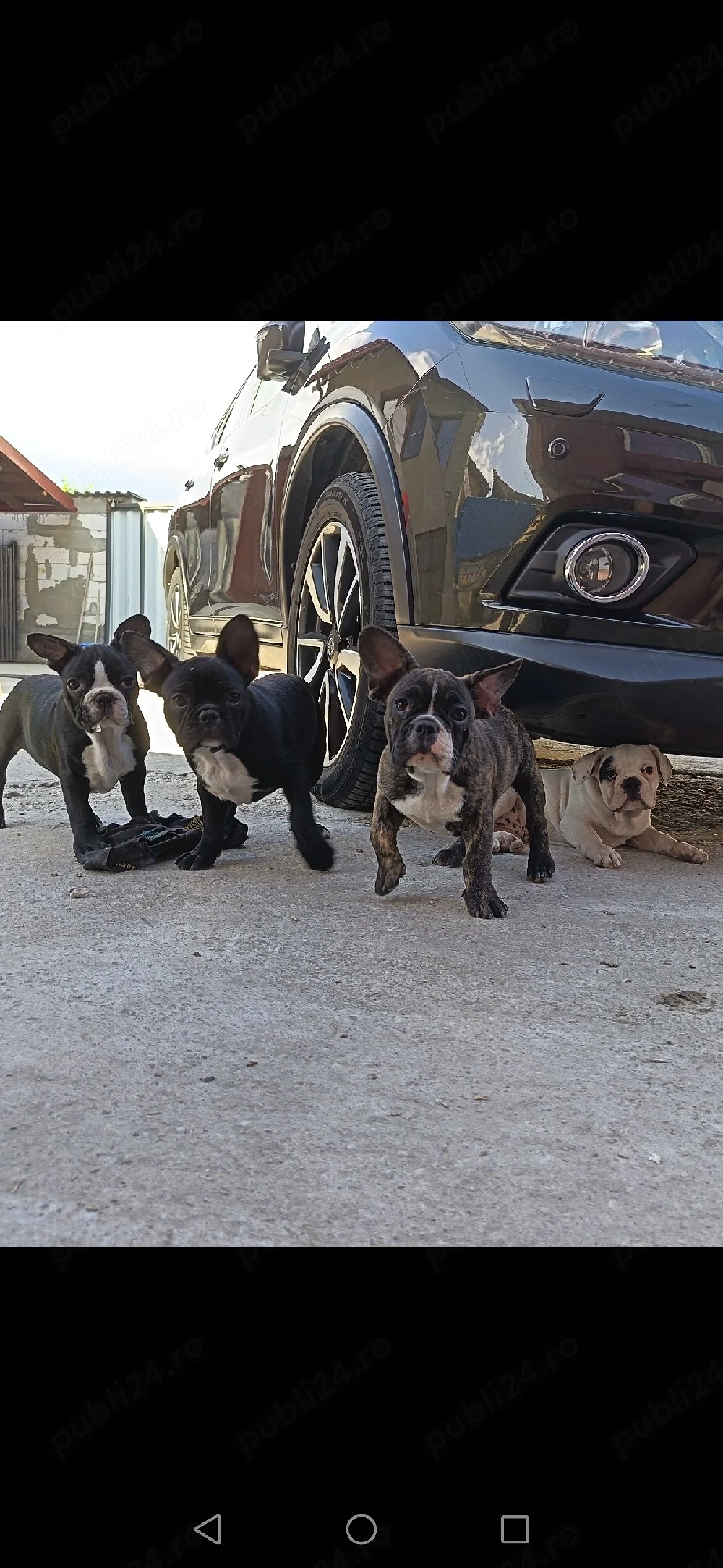 Bulldog francez mascul si femela