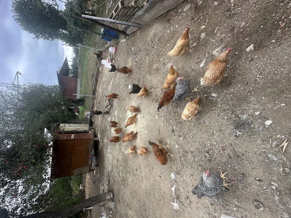 Vand gaini si cocosi! Cauta alta casa!