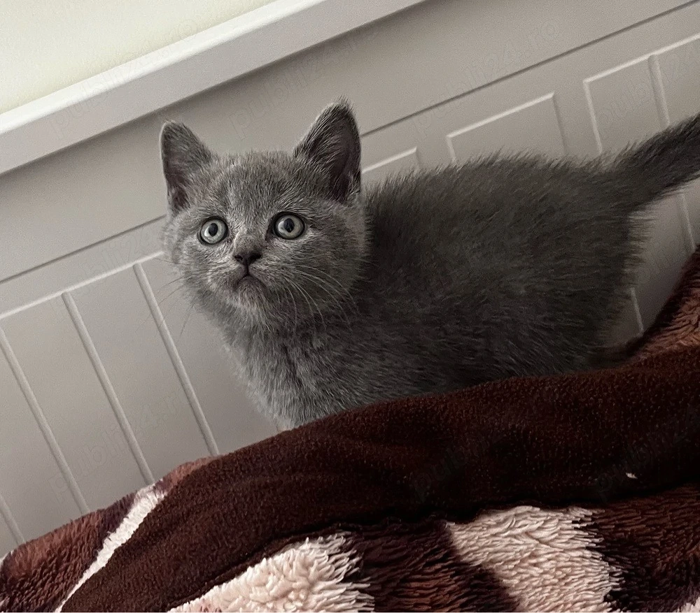 British Shorthair Blue   Fetiță Rasă Pură 