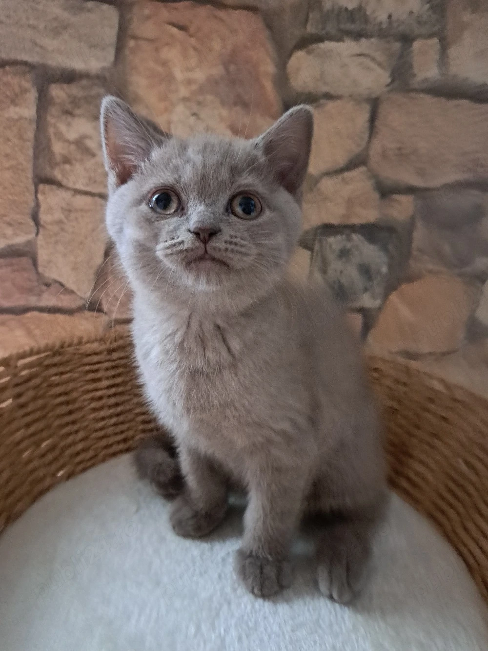 British shorthair lilac 