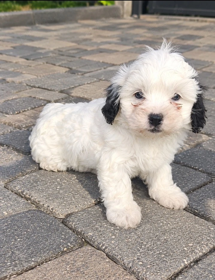bichon havanez
