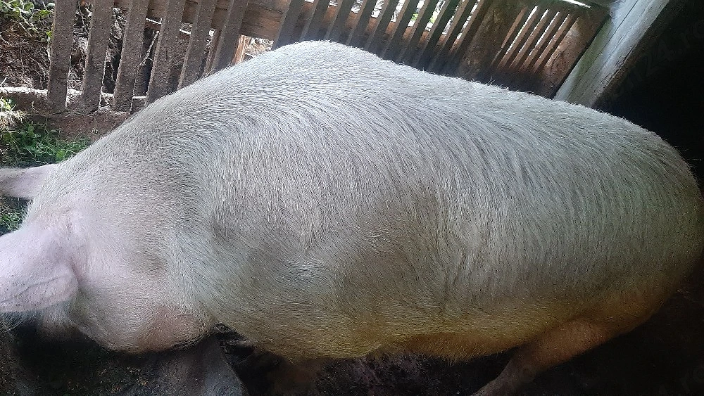 vănd un porc bun 170kg ,numa bun !