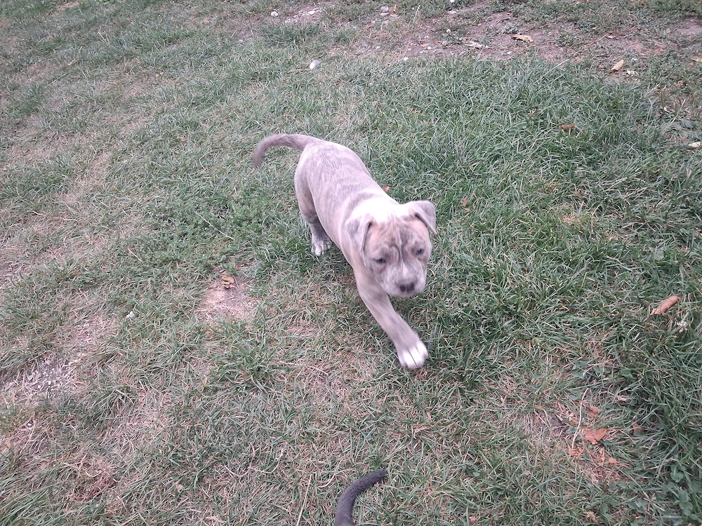Vând amstaff blue si merle 