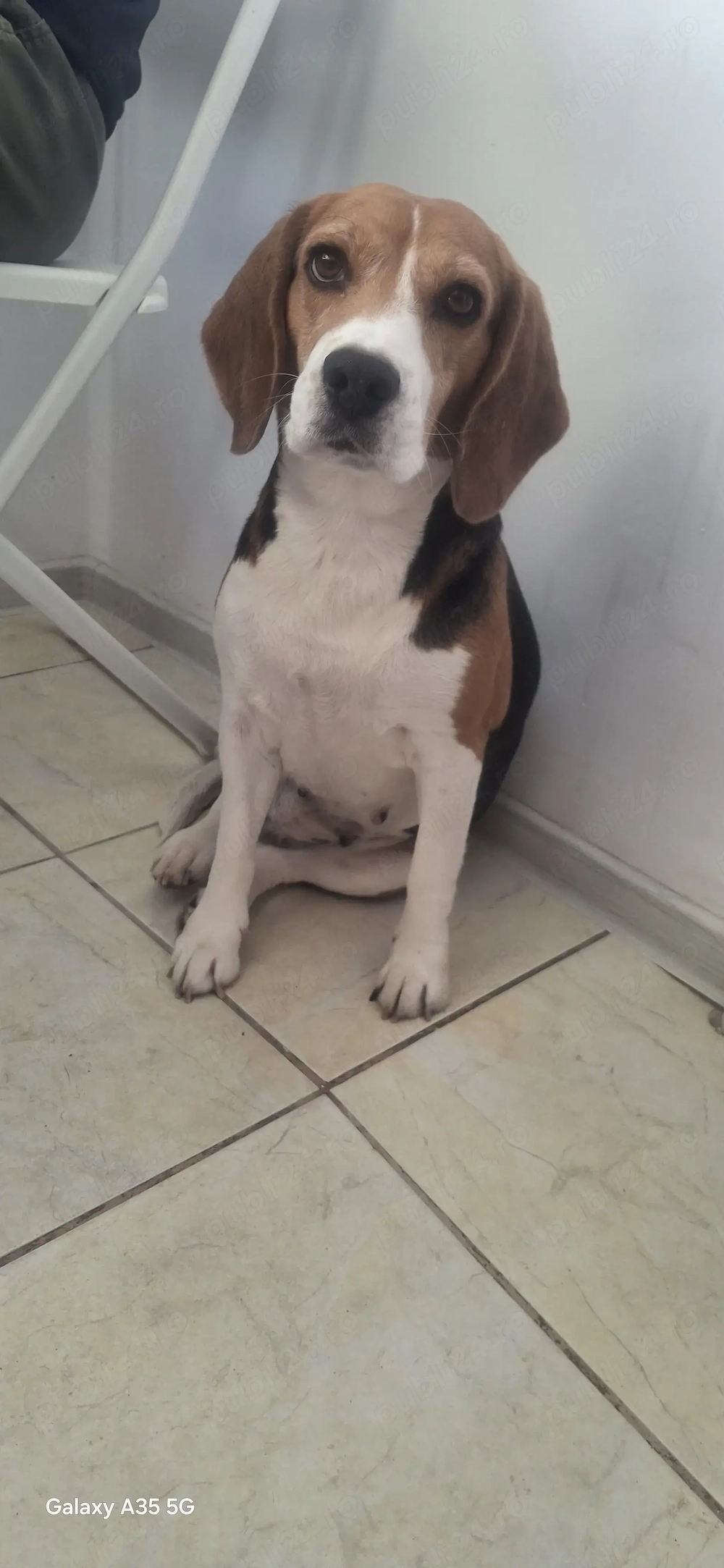 Ofer spre Donație cățelușă Beagle 