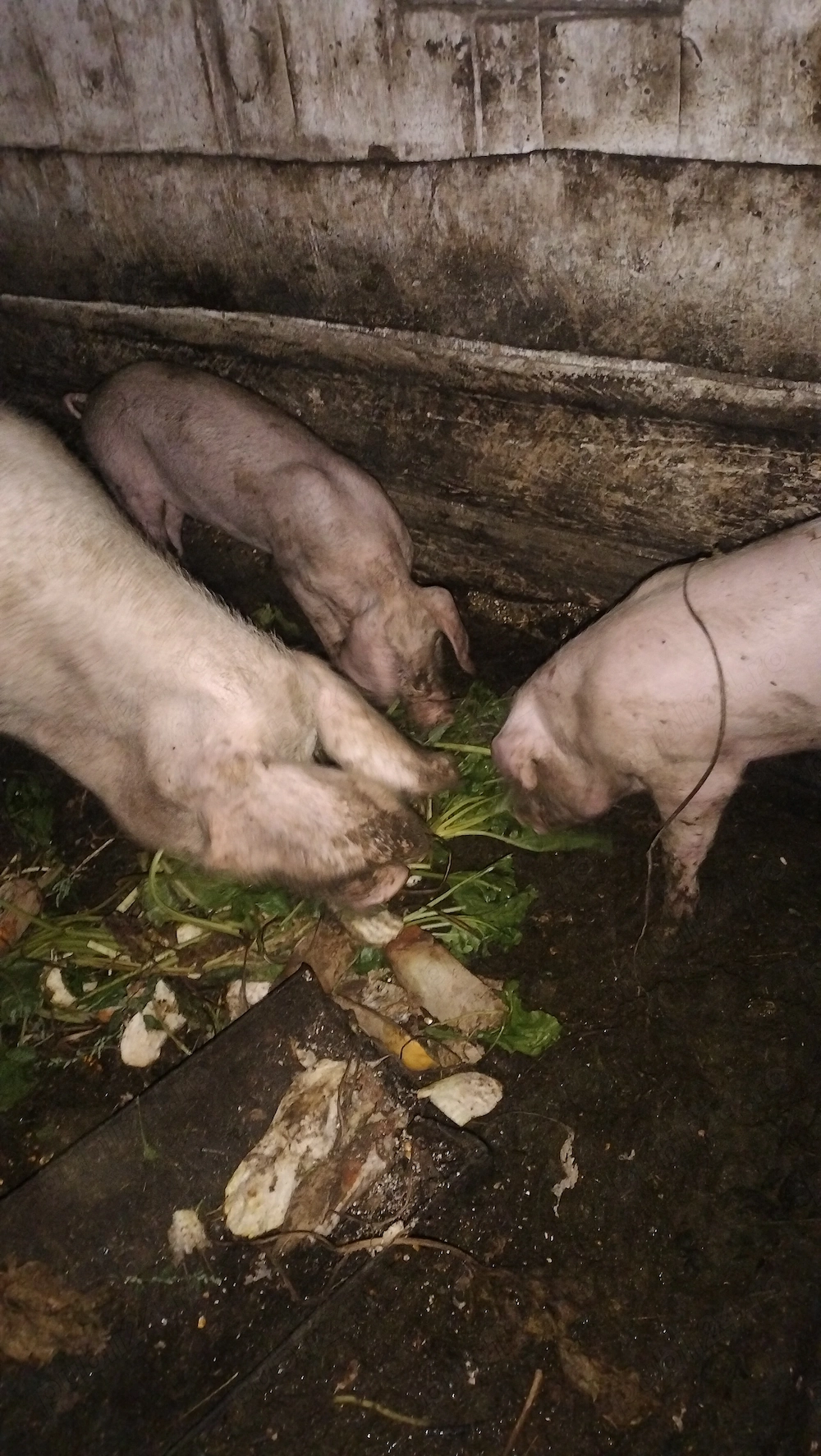 Vând pereche de porci 